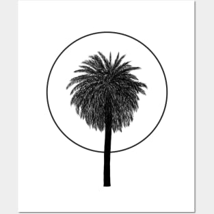 Phoenix canariensis Posters and Art